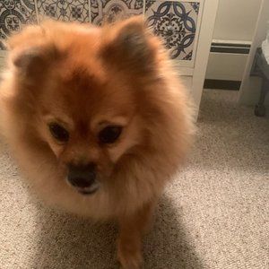 Meet your Posher, Tracey